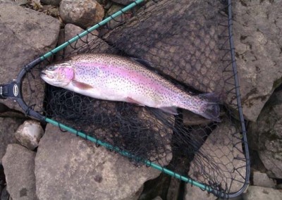 rainbow-trout-caught-at-piethorne-reservoir