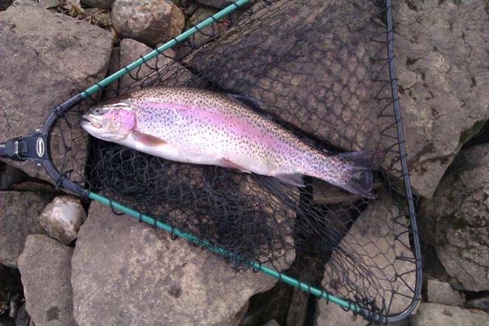 rainbow-trout-caught-at-piethorne-reservoir