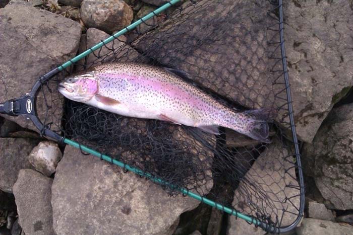 rainbow-trout-caught-at-piethorne-reservoir rainbow-trout-caught-at-piethorne-reservoir