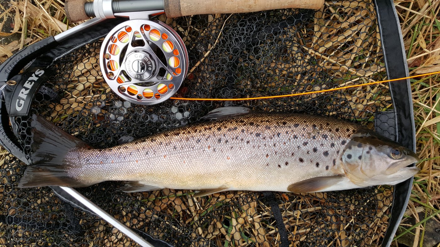 brown-trout-fishery-on-kitcliffe-reservoir